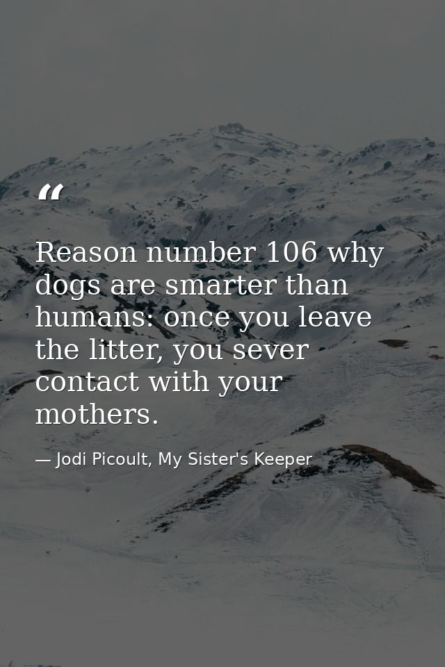 Reason number 106 why dogs are smarter than humans: once you leave the litter, you sever contact with your mothers. — Jodi Picoult, My Sister's Keeper