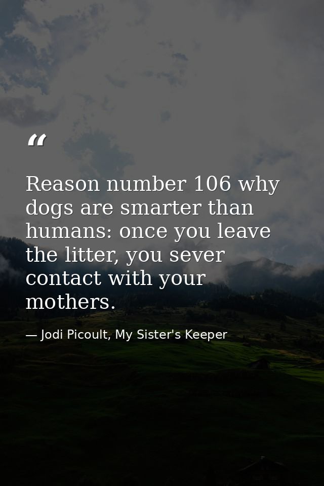 Reason number 106 why dogs are smarter than humans: once you leave the litter, you sever contact with your mothers. — Jodi Picoult, My Sister's Keeper