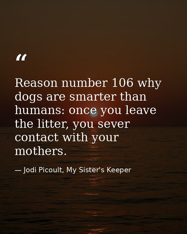 Reason number 106 why dogs are smarter than humans: once you leave the litter, you sever contact with your mothers. — Jodi Picoult, My Sister's Keeper