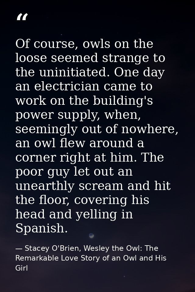 Of course, owls on the loose seemed strange to the uninitiated. One day an electrician came to work on the building's po — Stacey O'Brien, Wesley the Owl: The Remarkable Love Story of an Owl and His Girl