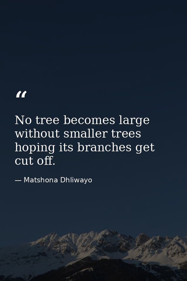 No tree becomes large without smaller trees hoping its branches get cut off. — Matshona Dhliwayo