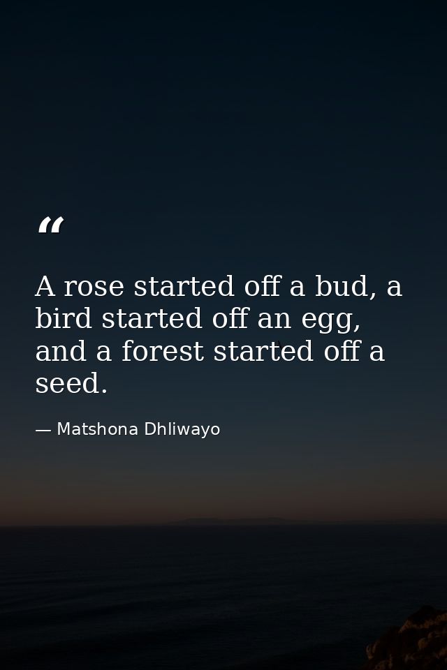 A rose started off a bud, a bird started off an egg, and a forest started off a seed. — Matshona Dhliwayo