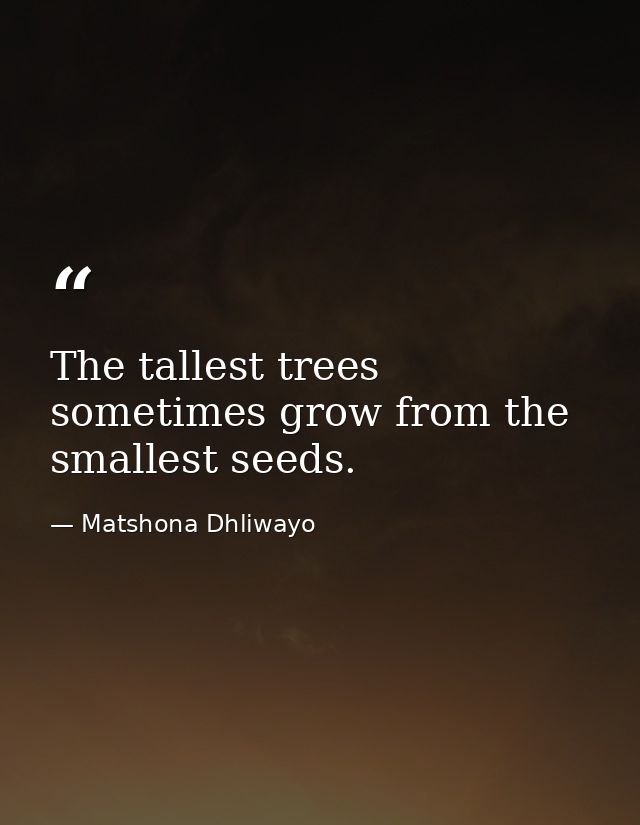 The tallest trees sometimes grow from the smallest seeds. — Matshona Dhliwayo