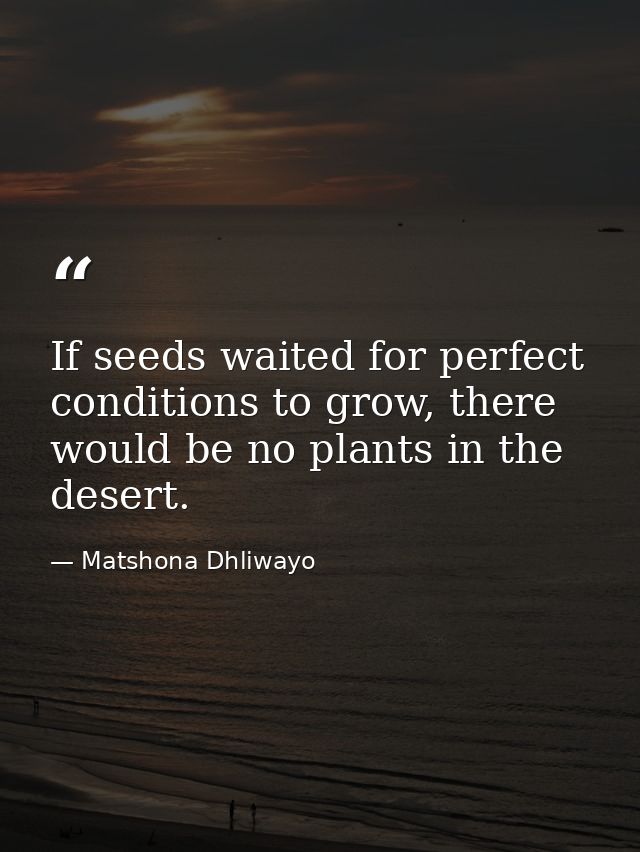 If seeds waited for perfect conditions to grow, there would be no plants in the desert. — Matshona Dhliwayo