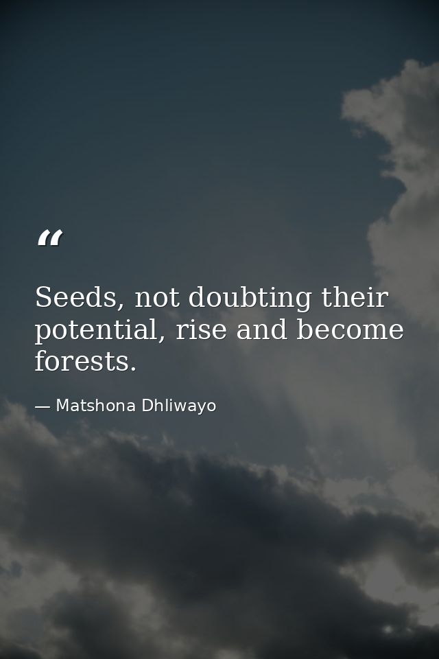 Seeds, not doubting their potential, rise and become forests. — Matshona Dhliwayo