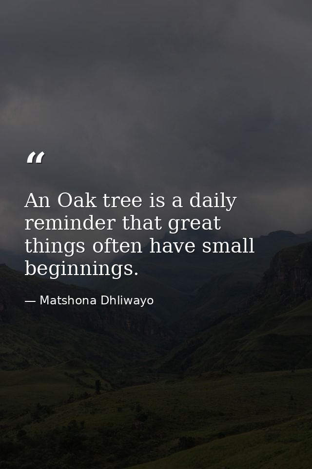 An Oak tree is a daily reminder that great things often have small beginnings. — Matshona Dhliwayo