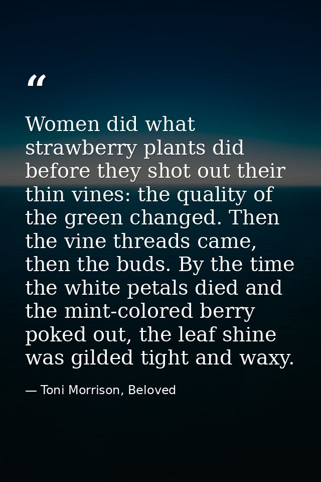 Women did what strawberry plants did before they shot out their thin vines: the quality of the green changed. Then the v — Toni Morrison, Beloved