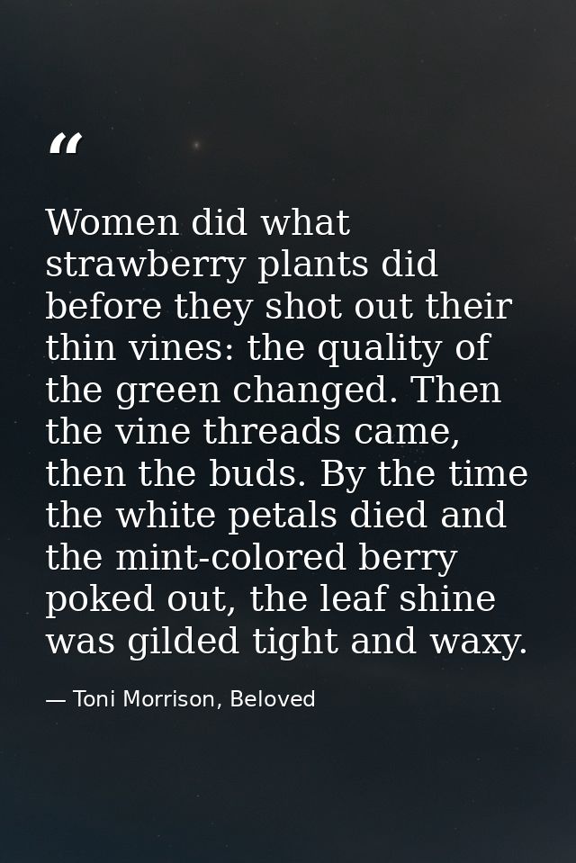 Women did what strawberry plants did before they shot out their thin vines: the quality of the green changed. Then the v — Toni Morrison, Beloved