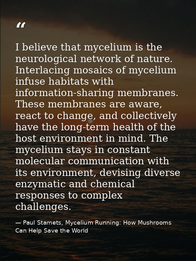 I believe that mycelium is the neurological network of nature. Interlacing mosaics of mycelium infuse habitats with info — Paul Stamets, Mycelium Running: How Mushrooms Can Help Save the World
