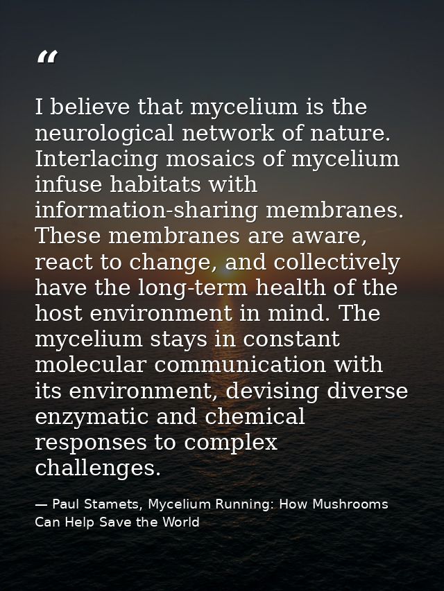 I believe that mycelium is the neurological network of nature. Interlacing mosaics of mycelium infuse habitats with info — Paul Stamets, Mycelium Running: How Mushrooms Can Help Save the World