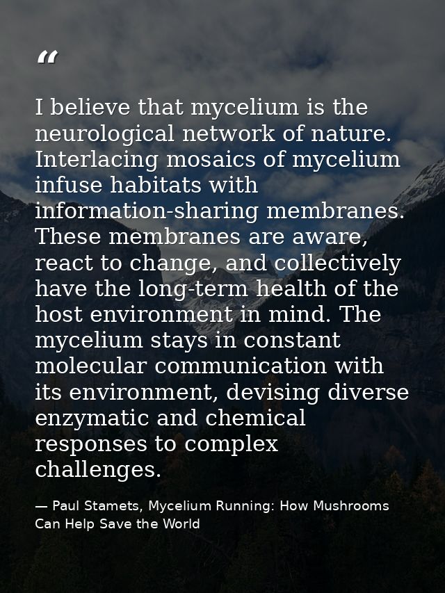 I believe that mycelium is the neurological network of nature. Interlacing mosaics of mycelium infuse habitats with info — Paul Stamets, Mycelium Running: How Mushrooms Can Help Save the World