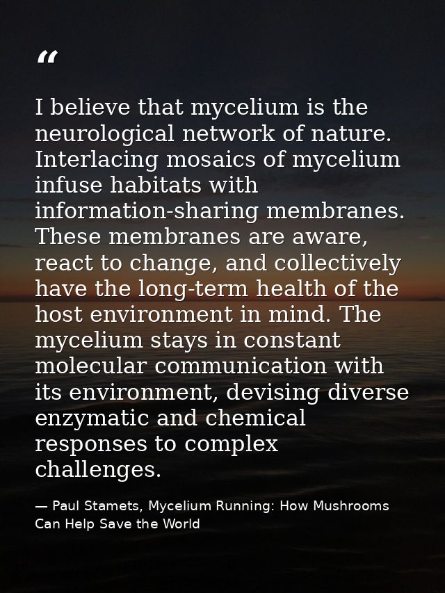 I believe that mycelium is the neurological network of nature. Interlacing mosaics of mycelium infuse habitats with info — Paul Stamets, Mycelium Running: How Mushrooms Can Help Save the World