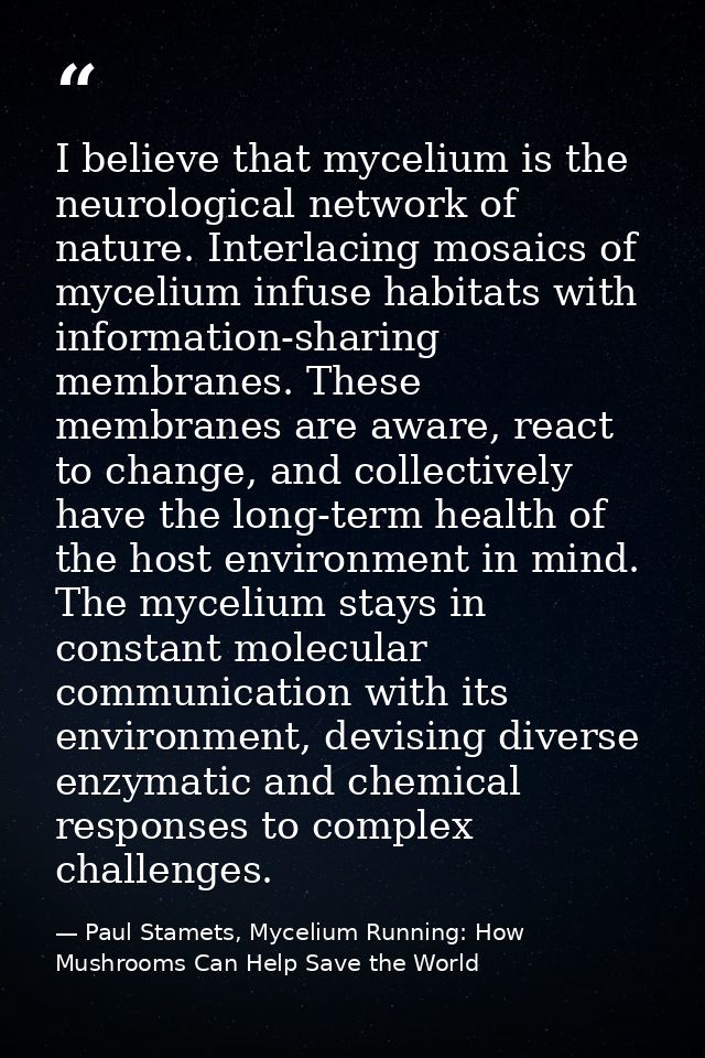 I believe that mycelium is the neurological network of nature. Interlacing mosaics of mycelium infuse habitats with info — Paul Stamets, Mycelium Running: How Mushrooms Can Help Save the World