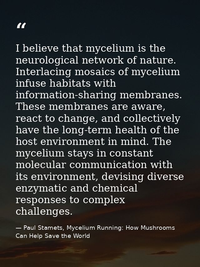 I believe that mycelium is the neurological network of nature. Interlacing mosaics of mycelium infuse habitats with info — Paul Stamets, Mycelium Running: How Mushrooms Can Help Save the World