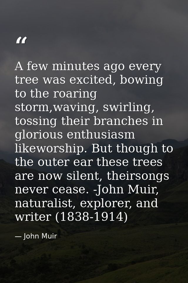 A few minutes ago every tree was excited, bowing to the roaring storm,waving, swirling, tossing their branches in glorio — John Muir