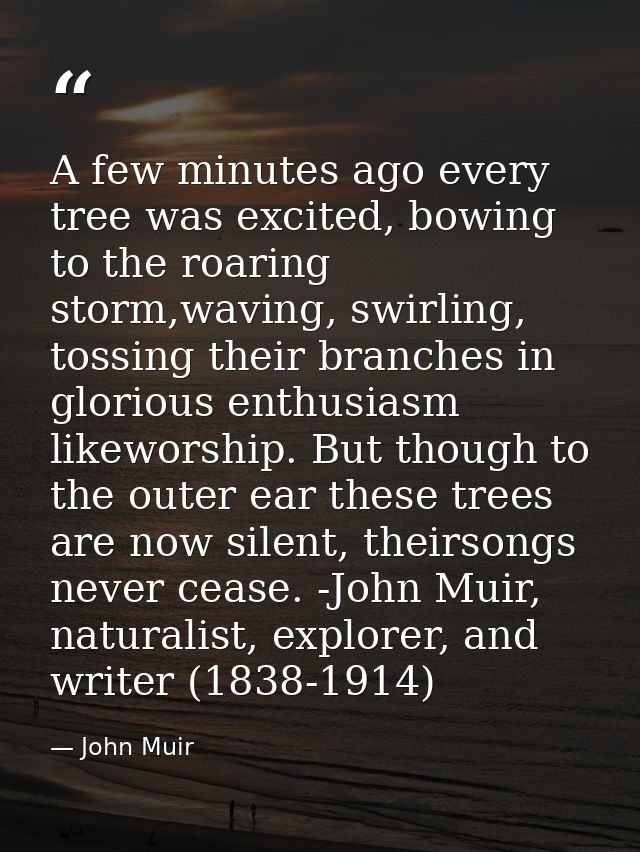 A few minutes ago every tree was excited, bowing to the roaring storm,waving, swirling, tossing their branches in glorio — John Muir