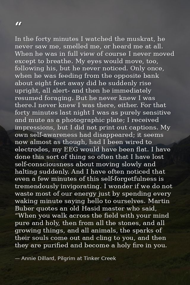 In the forty minutes I watched the muskrat, he never saw me, smelled me, or heard me at all. When he was in full view of — Annie Dillard, Pilgrim at Tinker Creek