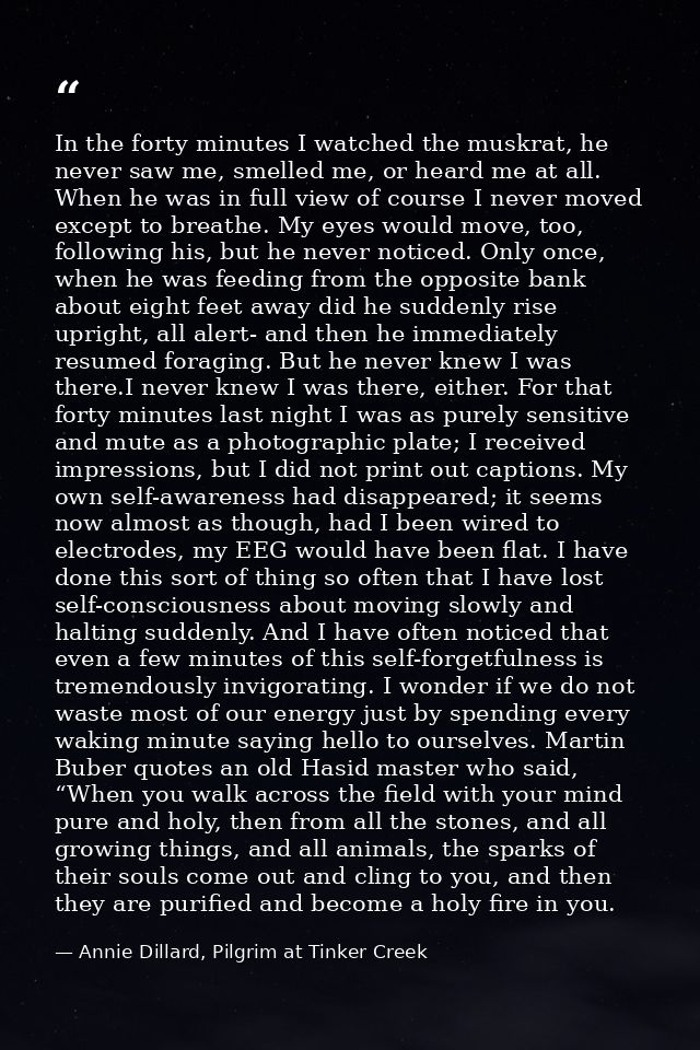 In the forty minutes I watched the muskrat, he never saw me, smelled me, or heard me at all. When he was in full view of — Annie Dillard, Pilgrim at Tinker Creek