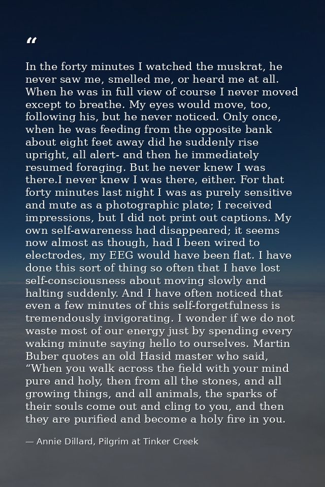 In the forty minutes I watched the muskrat, he never saw me, smelled me, or heard me at all. When he was in full view of — Annie Dillard, Pilgrim at Tinker Creek