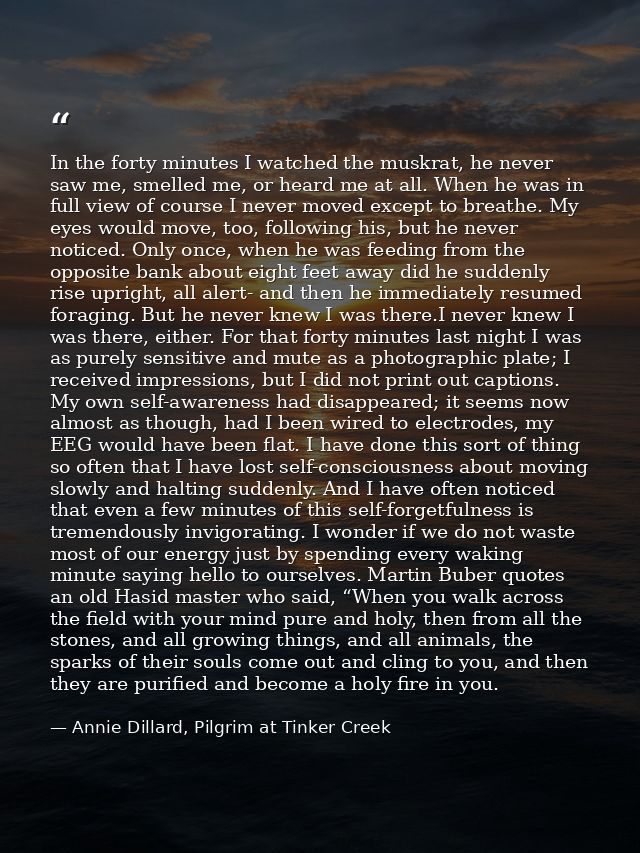 In the forty minutes I watched the muskrat, he never saw me, smelled me, or heard me at all. When he was in full view of — Annie Dillard, Pilgrim at Tinker Creek