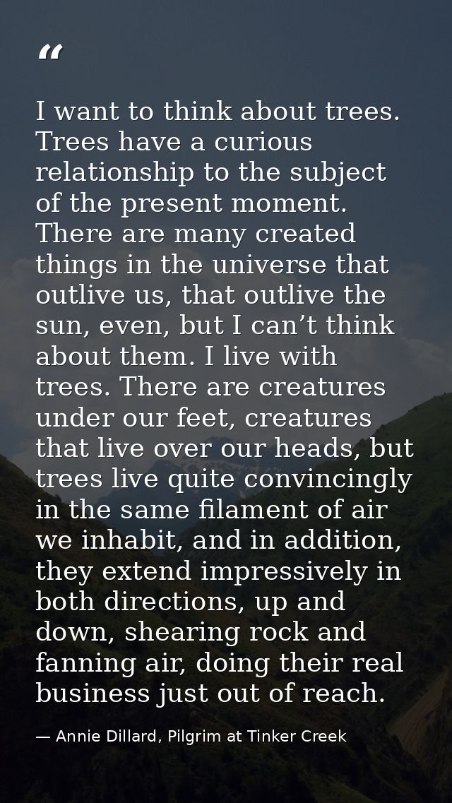 I want to think about trees. Trees have a curious relationship to the subject of the present moment. There are many crea — Annie Dillard, Pilgrim at Tinker Creek