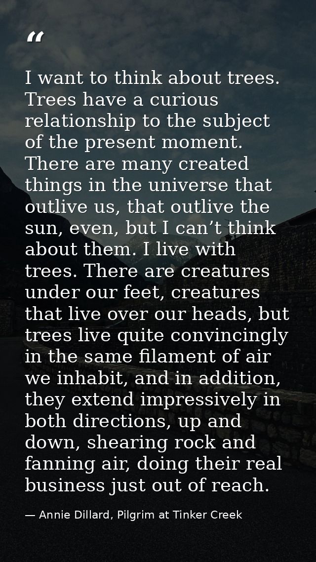I want to think about trees. Trees have a curious relationship to the subject of the present moment. There are many crea — Annie Dillard, Pilgrim at Tinker Creek