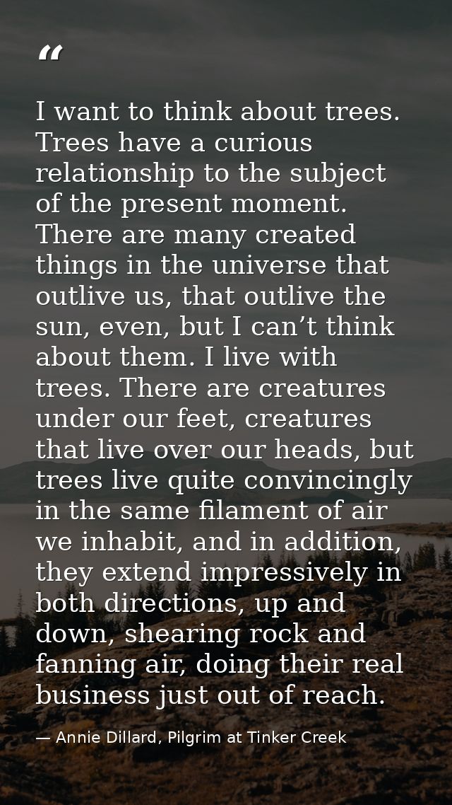 I want to think about trees. Trees have a curious relationship to the subject of the present moment. There are many crea — Annie Dillard, Pilgrim at Tinker Creek