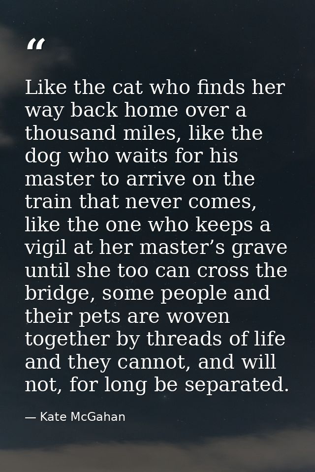 Like the cat who finds her way back home over a thousand miles, like the dog who waits for his master to arrive on the t — Kate McGahan