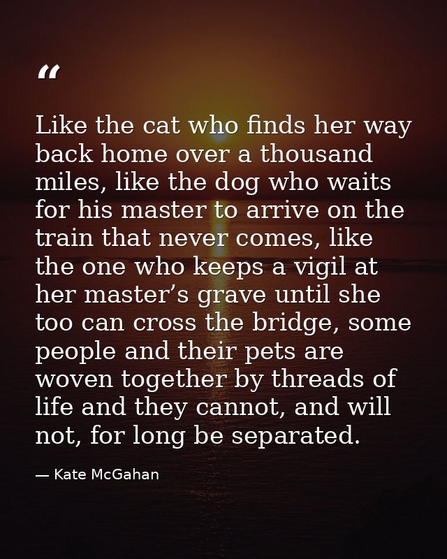 Like the cat who finds her way back home over a thousand miles, like the dog who waits for his master to arrive on the t — Kate McGahan