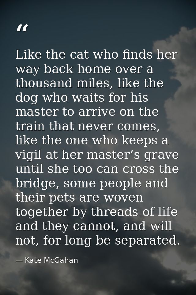 Like the cat who finds her way back home over a thousand miles, like the dog who waits for his master to arrive on the t — Kate McGahan