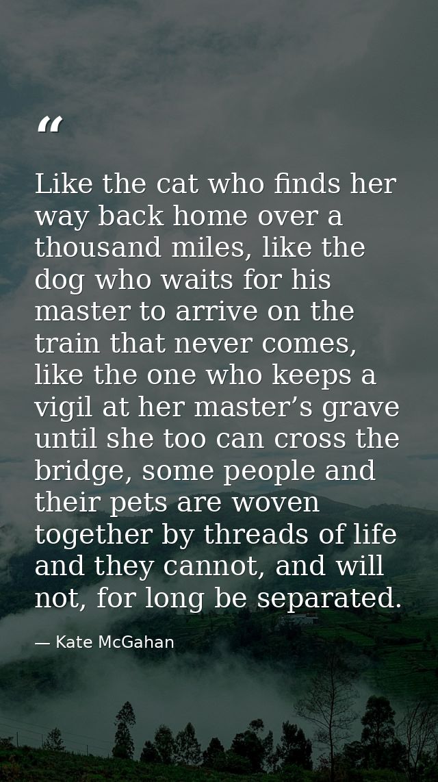 Like the cat who finds her way back home over a thousand miles, like the dog who waits for his master to arrive on the t — Kate McGahan