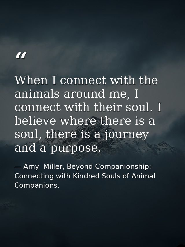 When I connect with the animals around me, I connect with their soul. I believe where there is a soul, there is a journe — Amy  Miller, Beyond Companionship: Connecting with Kindred Souls of Animal Companions.