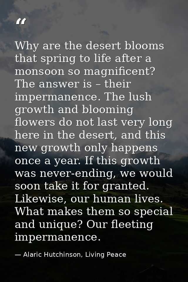 Why are the desert blooms that spring to life after a monsoon so magnificent? The answer is – their impermanence. The lu — Alaric Hutchinson, Living Peace