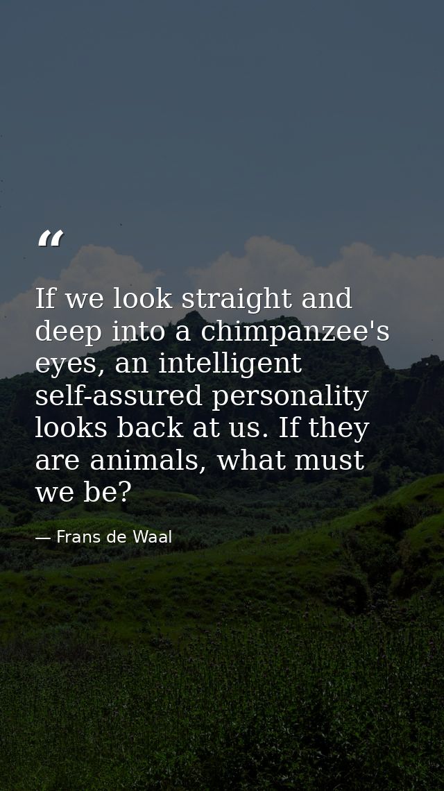 If we look straight and deep into a chimpanzee's eyes, an intelligent self-assured personality looks back at us. If they — Frans de Waal