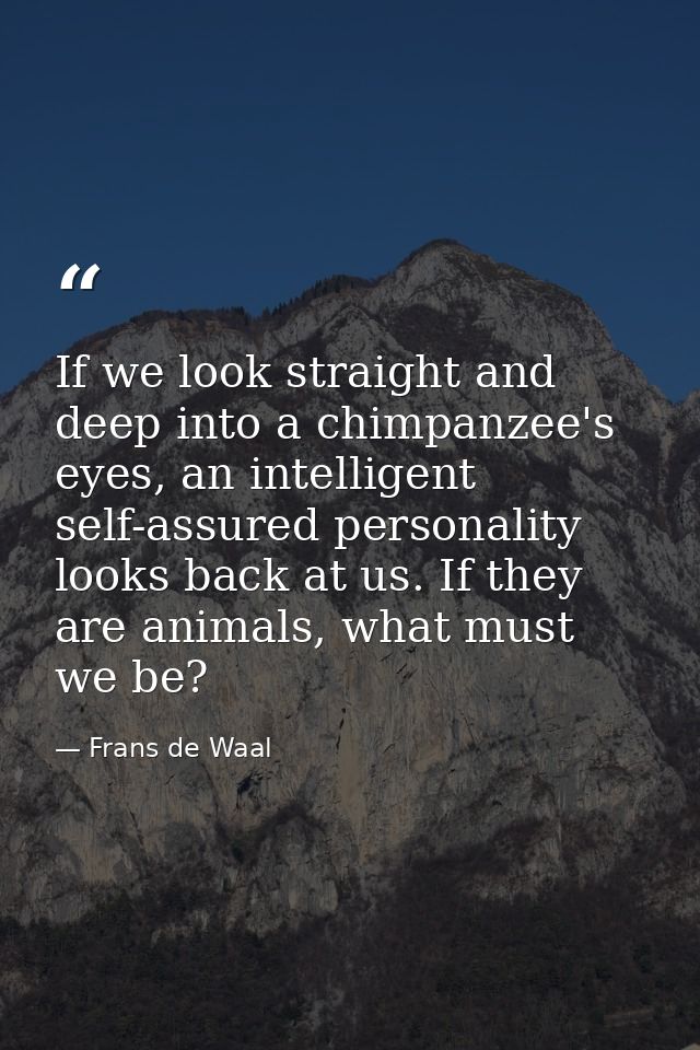 If we look straight and deep into a chimpanzee's eyes, an intelligent self-assured personality looks back at us. If they — Frans de Waal