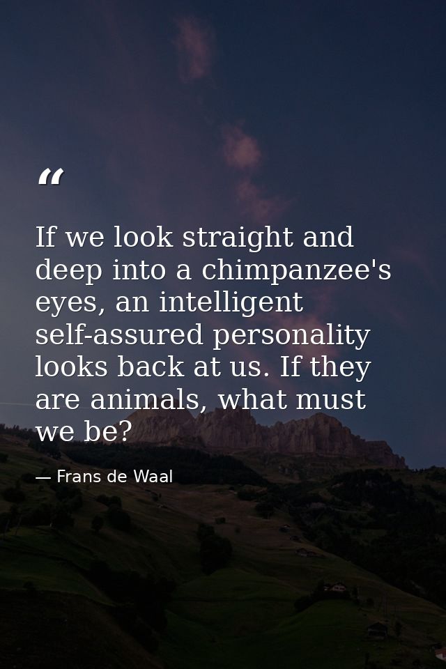 If we look straight and deep into a chimpanzee's eyes, an intelligent self-assured personality looks back at us. If they — Frans de Waal