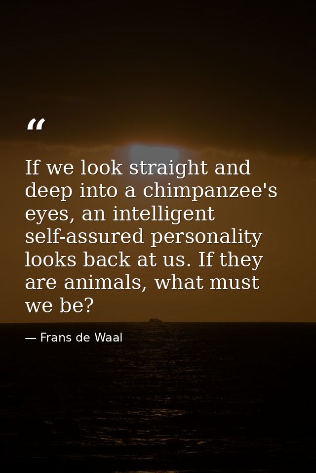 If we look straight and deep into a chimpanzee's eyes, an intelligent self-assured personality looks back at us. If they — Frans de Waal