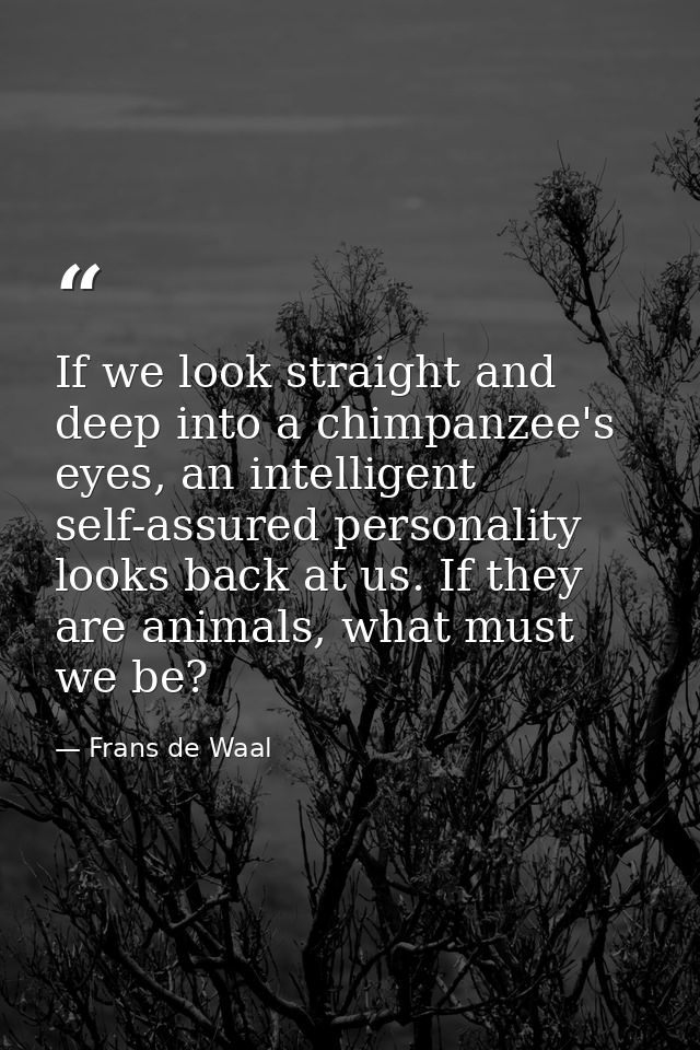 If we look straight and deep into a chimpanzee's eyes, an intelligent self-assured personality looks back at us. If they — Frans de Waal