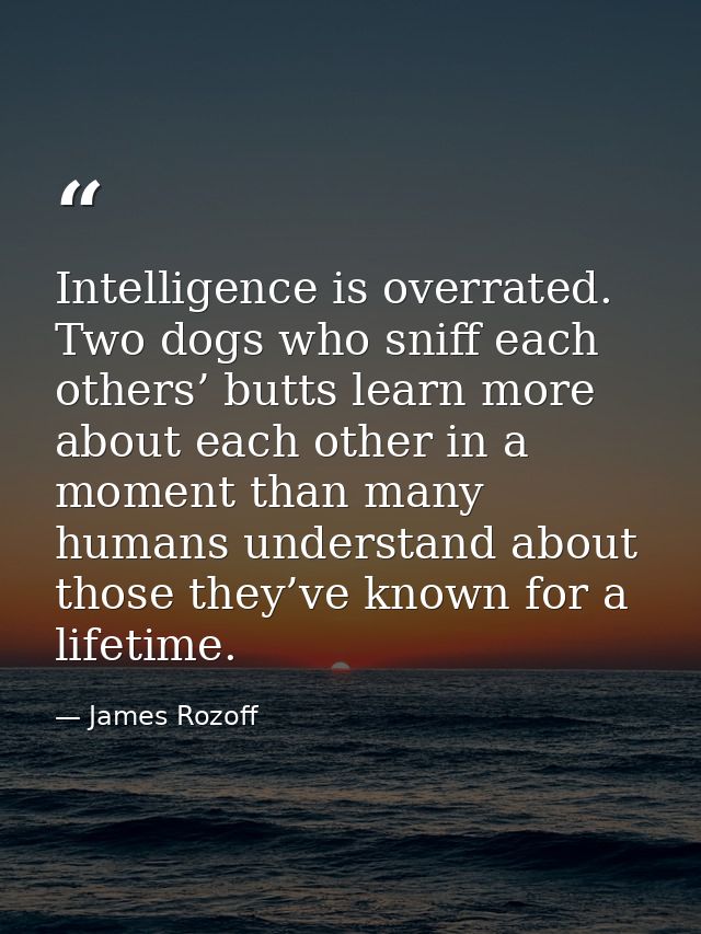 Intelligence is overrated. Two dogs who sniff each others’ butts learn more about each other in a moment than many human — James Rozoff