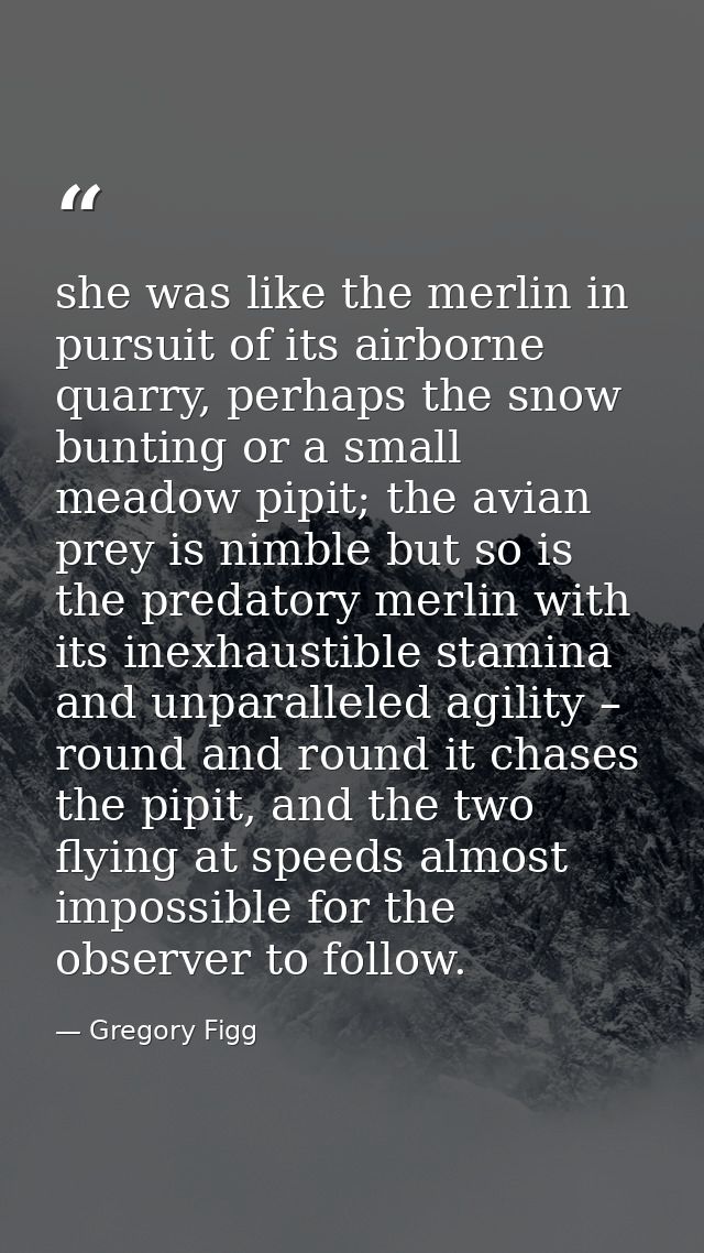 she was like the merlin in pursuit of its airborne quarry, perhaps the snow bunting or a small meadow pipit; the avian p — Gregory Figg