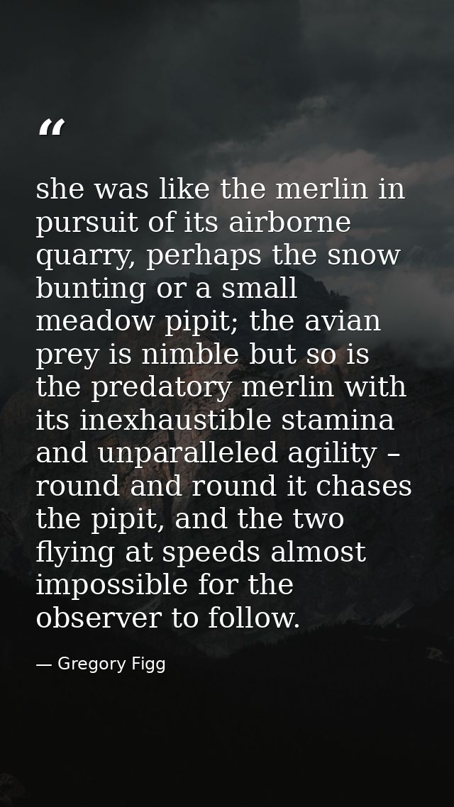 she was like the merlin in pursuit of its airborne quarry, perhaps the snow bunting or a small meadow pipit; the avian p — Gregory Figg