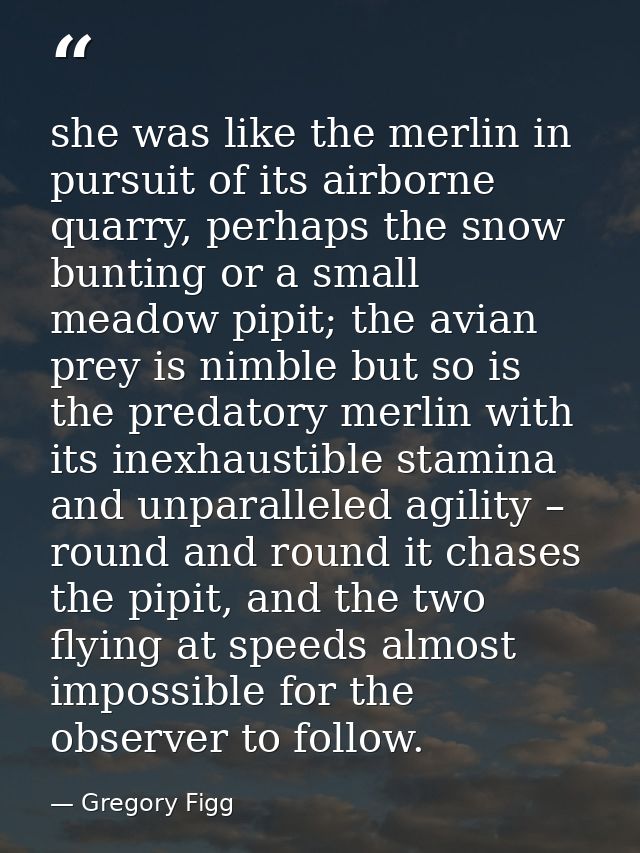 she was like the merlin in pursuit of its airborne quarry, perhaps the snow bunting or a small meadow pipit; the avian p — Gregory Figg