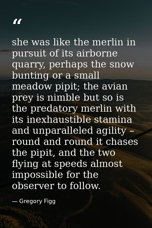 she was like the merlin in pursuit of its airborne quarry, perhaps the snow bunting or a small meadow pipit; the avian p — Gregory Figg
