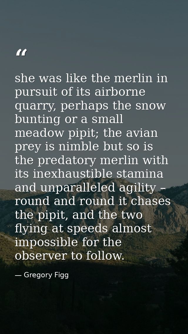 she was like the merlin in pursuit of its airborne quarry, perhaps the snow bunting or a small meadow pipit; the avian p — Gregory Figg