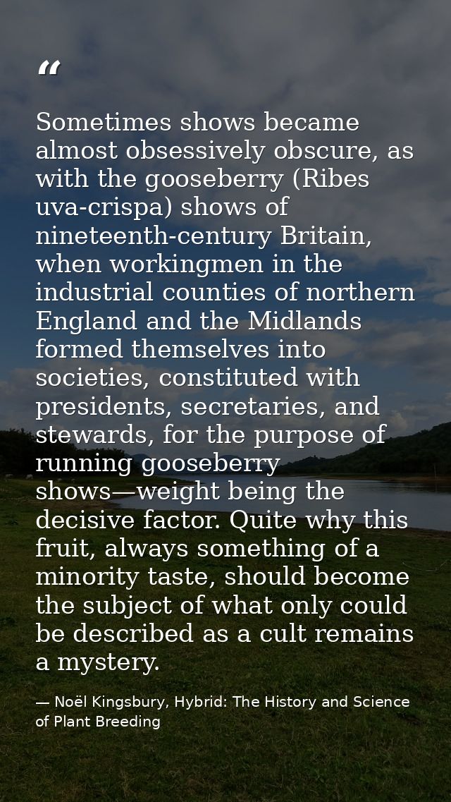 Sometimes shows became almost obsessively obscure, as with the gooseberry (Ribes uva-crispa) shows of nineteenth-century — Noël Kingsbury, Hybrid: The History and Science of Plant Breeding