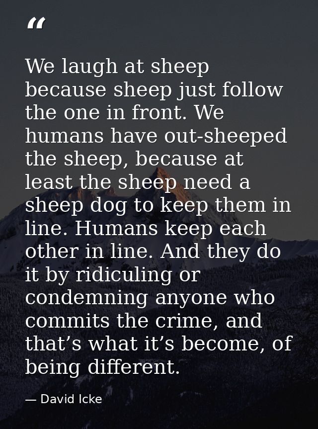 We laugh at sheep because sheep just follow the one in front. We humans have out-sheeped the sheep, because at least the — David Icke