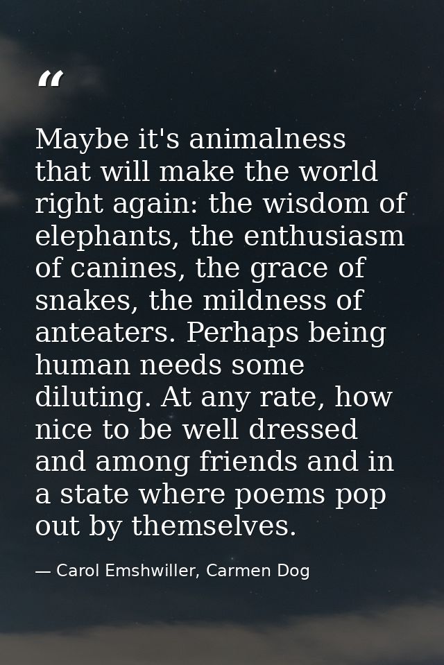 Maybe it's animalness that will make the world right again: the wisdom of elephants, the enthusiasm of canines, the grac — Carol Emshwiller, Carmen Dog