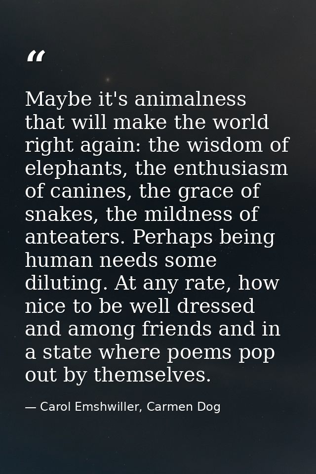 Maybe it's animalness that will make the world right again: the wisdom of elephants, the enthusiasm of canines, the grac — Carol Emshwiller, Carmen Dog