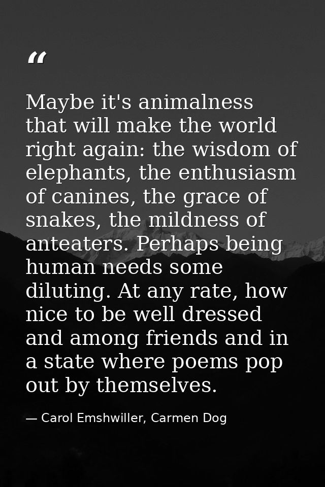Maybe it's animalness that will make the world right again: the wisdom of elephants, the enthusiasm of canines, the grac — Carol Emshwiller, Carmen Dog