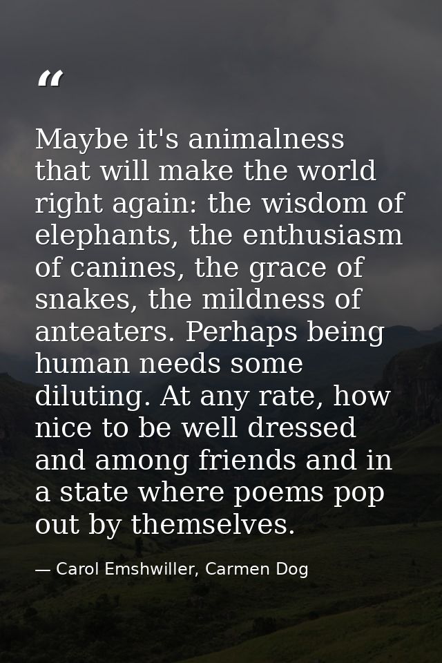 Maybe it's animalness that will make the world right again: the wisdom of elephants, the enthusiasm of canines, the grac — Carol Emshwiller, Carmen Dog